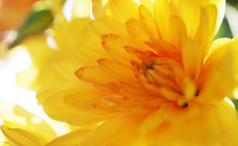 本物に触れて初めて書道を楽しいと思えた!